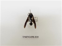 藏品(蘭嶼虎蜾蠃)的圖片